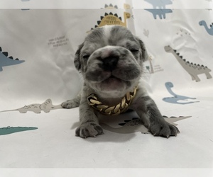 French Bulldog Puppy for Sale in NEWARK, New Jersey USA
