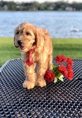 Goldendoodle Puppy for sale in LAKELAND, FL, USA