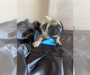 Pug Puppy for sale in CASA BLANCA, CA, USA