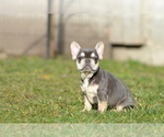 Small #6 French Bulldog