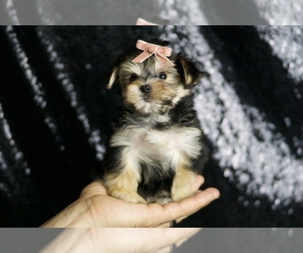 Medium Photo #2 Morkie Puppy For Sale in WARSAW, IN, USA