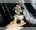 Small #1 Morkie