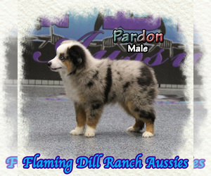 Miniature Australian Shepherd Puppy for sale in FORESTBURG, TX, USA
