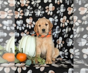 Golden Retriever Puppy for sale in KIRKWOOD, PA, USA