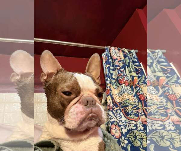 Medium Photo #2 Boston Terrier-Unknown Mix Puppy For Sale in Wakefield, RI, USA