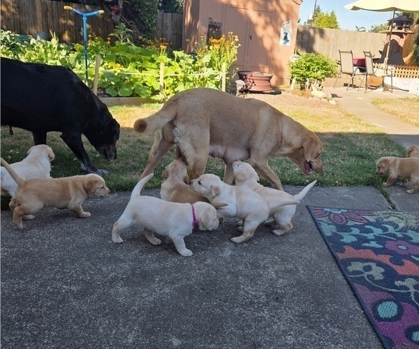 Medium Photo #9 Labrador Retriever Puppy For Sale in GRAHAM, WA, USA