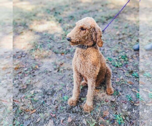 Full screen Photo #1 Poodle (Standard) Puppy For Sale in WAGENER, SC, USA