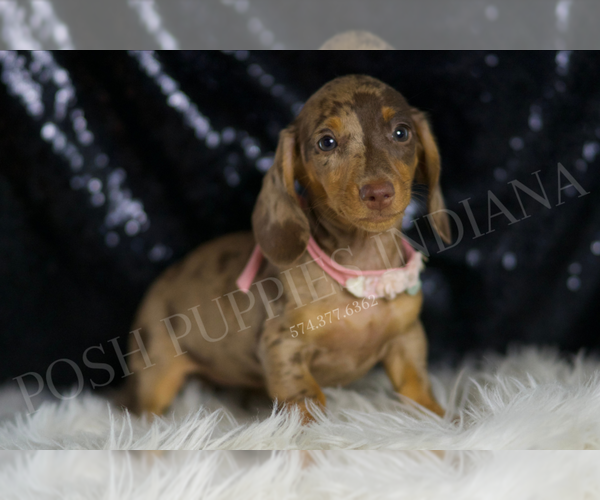 Medium Photo #3 Dachshund Puppy For Sale in WARSAW, IN, USA