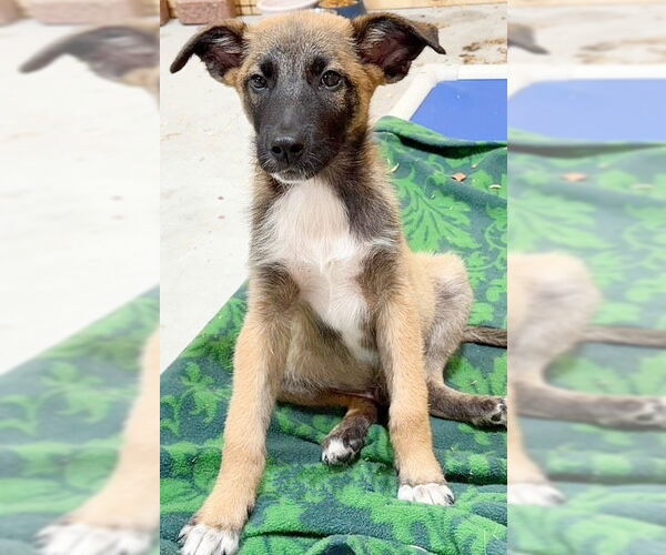 Medium Photo #3 Mutt Puppy For Sale in Genesee, WI, USA