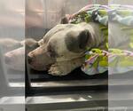 Small American Staffordshire Terrier