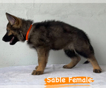 Small Photo #7 German Shepherd Dog Puppy For Sale in MIAMI, FL, USA