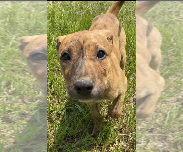 Medium Photo #9 Black Mouth Cur-Unknown Mix Puppy For Sale in Ridgefield, CT, USA