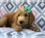 Small Photo #11 Labradoodle Puppy For Sale in LAKELAND, FL, USA