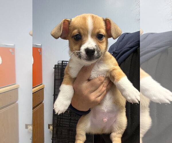 Medium Photo #1 Mutt Puppy For Sale in Gilberts, IL, USA