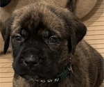 Puppy Rickey Mastiff