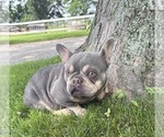 Small Photo #1 French Bulldog Puppy For Sale in MIDDLEBURY, IN, USA