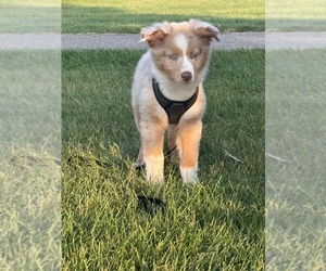 Australian Shepherd Puppy for sale in BANCROFT, MI, USA