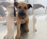Small #6 Shepradors