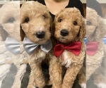 Small Photo #17 Goldendoodle Puppy For Sale in CARMICHAEL, CA, USA