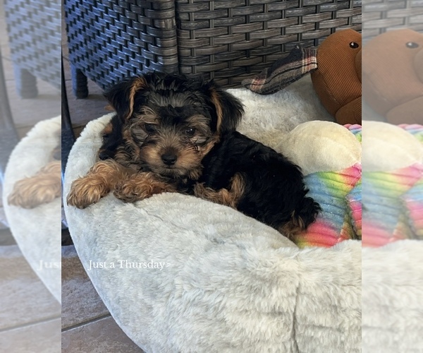 Medium Photo #1 Yorkshire Terrier Puppy For Sale in LABELLE, FL, USA