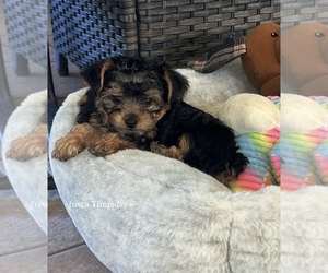 Yorkshire Terrier Puppy for sale in LABELLE, FL, USA