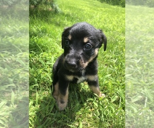 Borador Puppy for sale in PERU, IN, USA