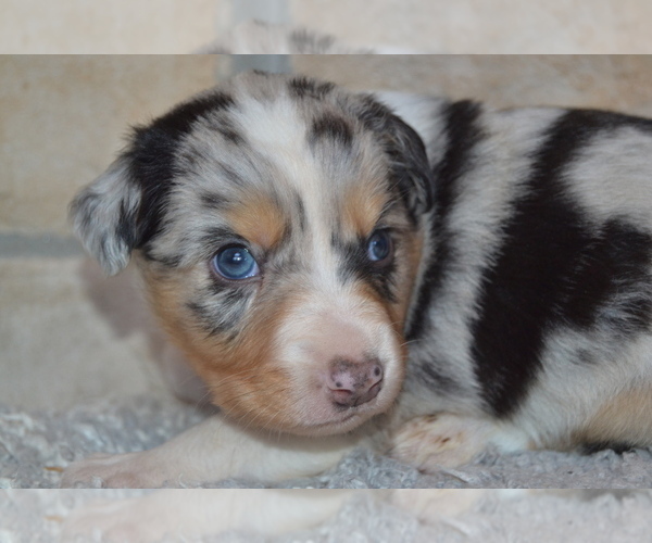 Medium Photo #8 Australian Shepherd Puppy For Sale in DIXON, MO, USA