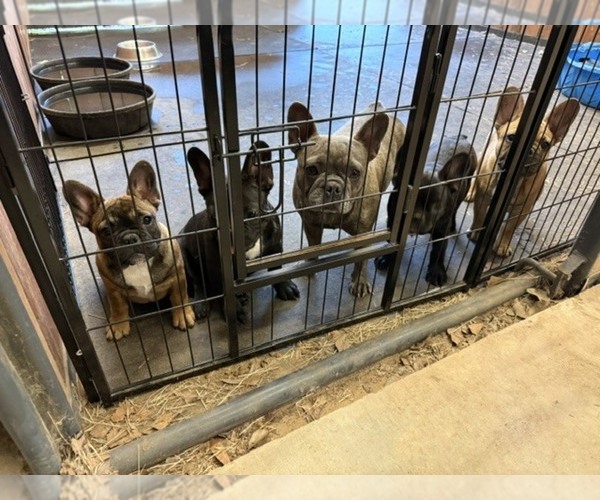Medium Photo #1 French Bulldog Puppy For Sale in OVERTON, TX, USA
