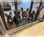 Small Photo #1 French Bulldog Puppy For Sale in OVERTON, TX, USA