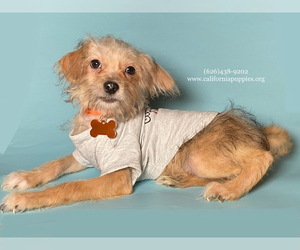 Wapoo Dog for Adoption in BREA, California USA