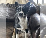 Small #2 Border Collie Mix