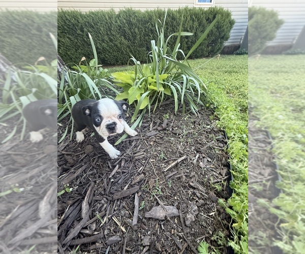 Medium Photo #6 Boston Terrier Puppy For Sale in FREDONIA, KS, USA