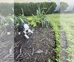 Small #5 Boston Terrier