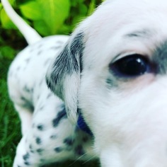 Dalmatian Puppy for sale in COEUR D ALENE, ID, USA