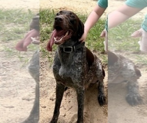 Medium Photo #1 German Shorthaired Pointer Puppy For Sale in BONIFAY, FL, USA