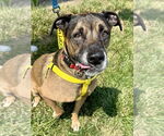 Small #7 Mastiff Mix