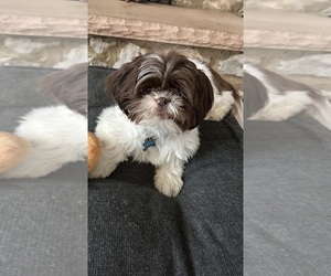 Shih Tzu Dogs for adoption in QUINCY, MA, USA