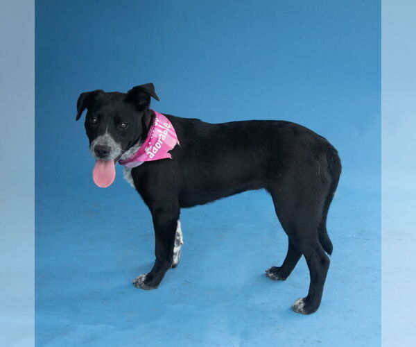 Medium Photo #2 Lab-Pointer Puppy For Sale in Pasadena, CA, USA