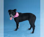 Small #1 Lab-Pointer