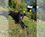 Small Labrador Retriever Mix