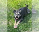Small #5 Mutt
