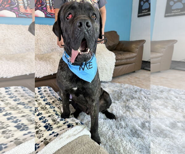 Medium Photo #7 Mastiff Puppy For Sale in Goodyear, AZ, USA