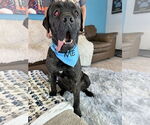 Small #6 Mastiff