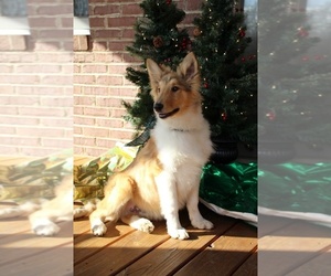 Collie Puppy for sale in KINGSPORT, TN, USA