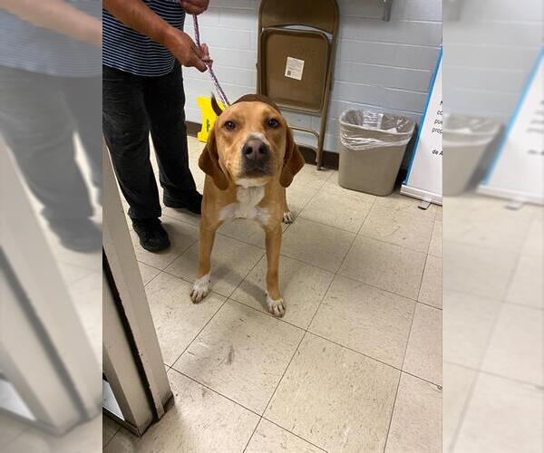 Medium Photo #1 Bloodhound-Unknown Mix Puppy For Sale in Stockton, CA, USA