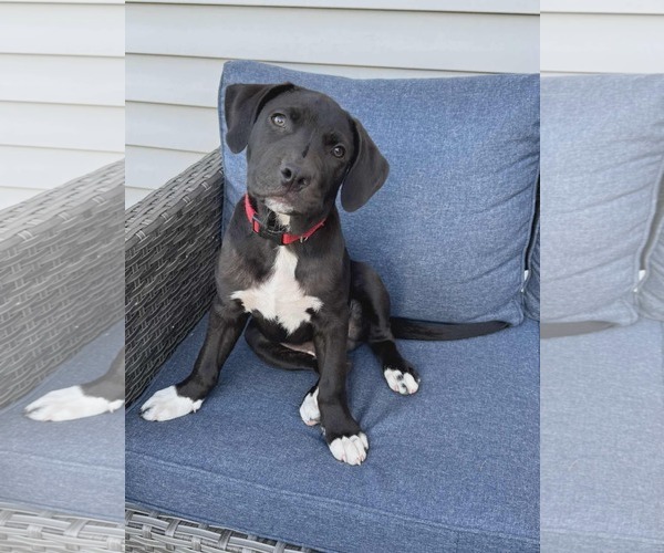 Medium Photo #1 Mutt Puppy For Sale in Waterloo, IA, USA