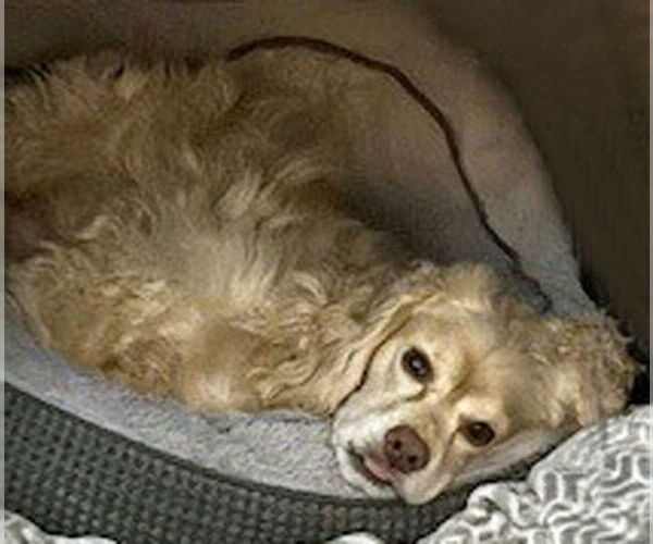 Medium Photo #7 Cocker Spaniel Puppy For Sale in Arlington, VA, USA