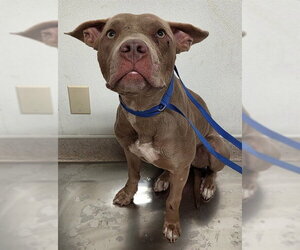 Mutt Dogs for adoption in Bakersfield, CA, USA