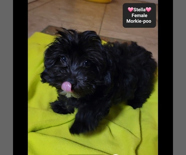 Medium Photo #2 Morkie Poo (Toy) Puppy For Sale in TUCSON, AZ, USA