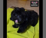 Small #1 Morkie Poo (Toy)